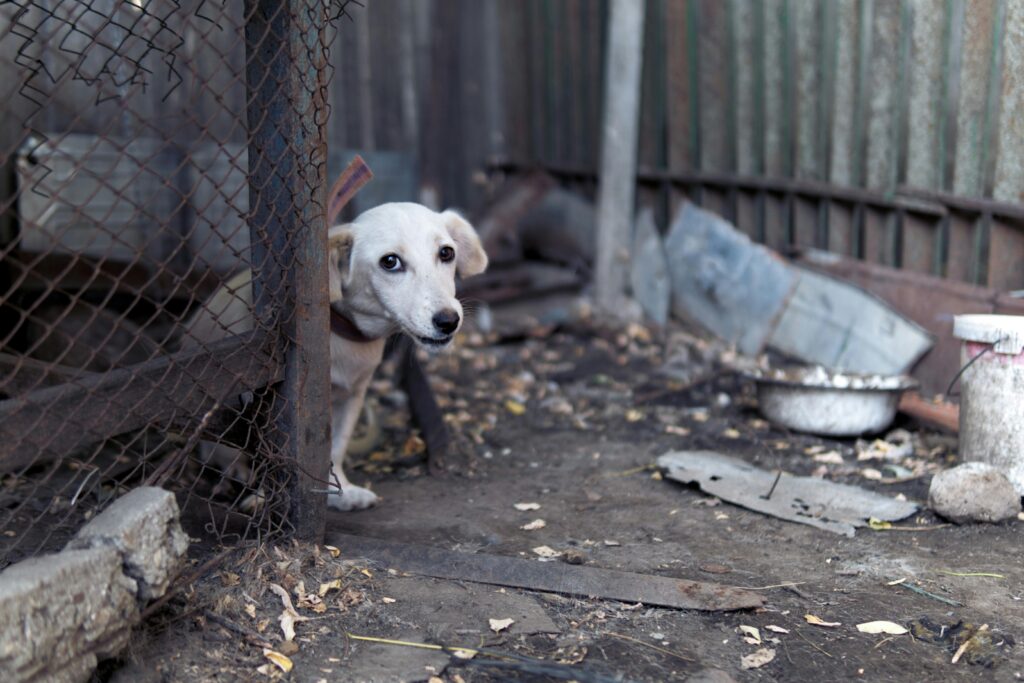 A sad puppy peeks from behind a fence in a rundown area, seeking attention and care.