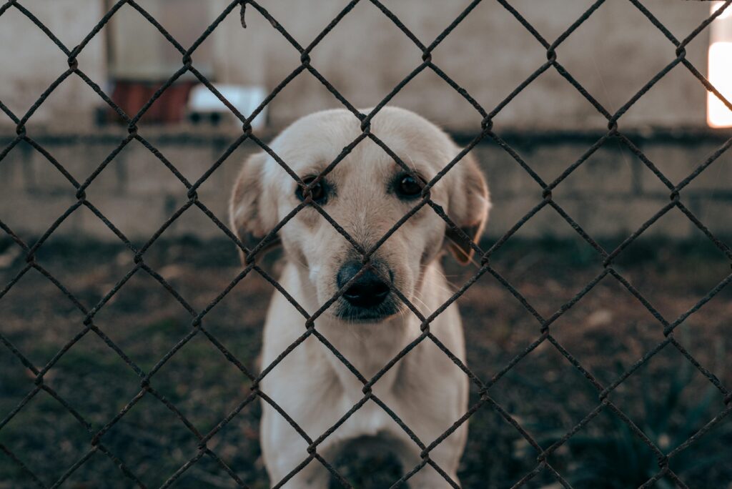 A white dog looks through a chain-link fence in an outdoor setting.