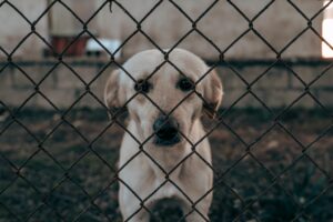 A white dog looks through a chain-link fence in an outdoor setting.