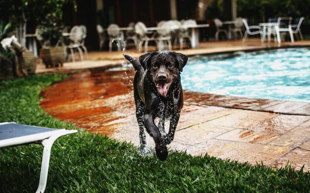 A playful Labrador Retriever enjoying a splash by the poolside on a sunny day.