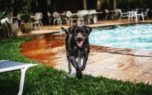 A playful Labrador Retriever enjoying a splash by the poolside on a sunny day.