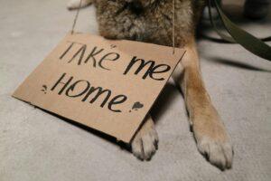 Breaking the Cycle: How Adopting a Dog Helps End Canine Cruelty