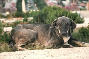 Stray dog lying on grass in an urban park, showcasing a tranquil moment on a warm day.