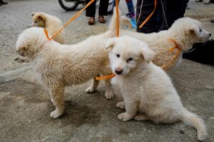 Group of fluffy white puppies with orange leashes, outdoors in Lào Cai, Vietnam.